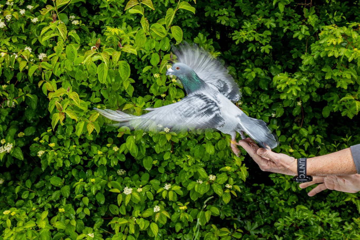 ICARUS Mini-Sender auf Vögeln, Flughunden