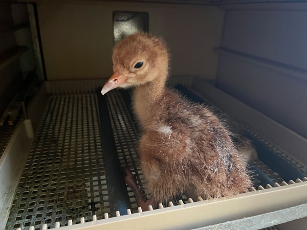 Frisch geschlüpftes Kranichküken