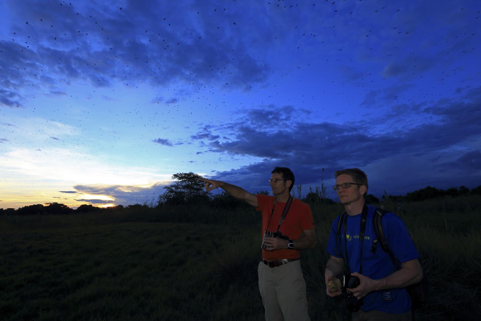 Palmenflughunde in Afrika