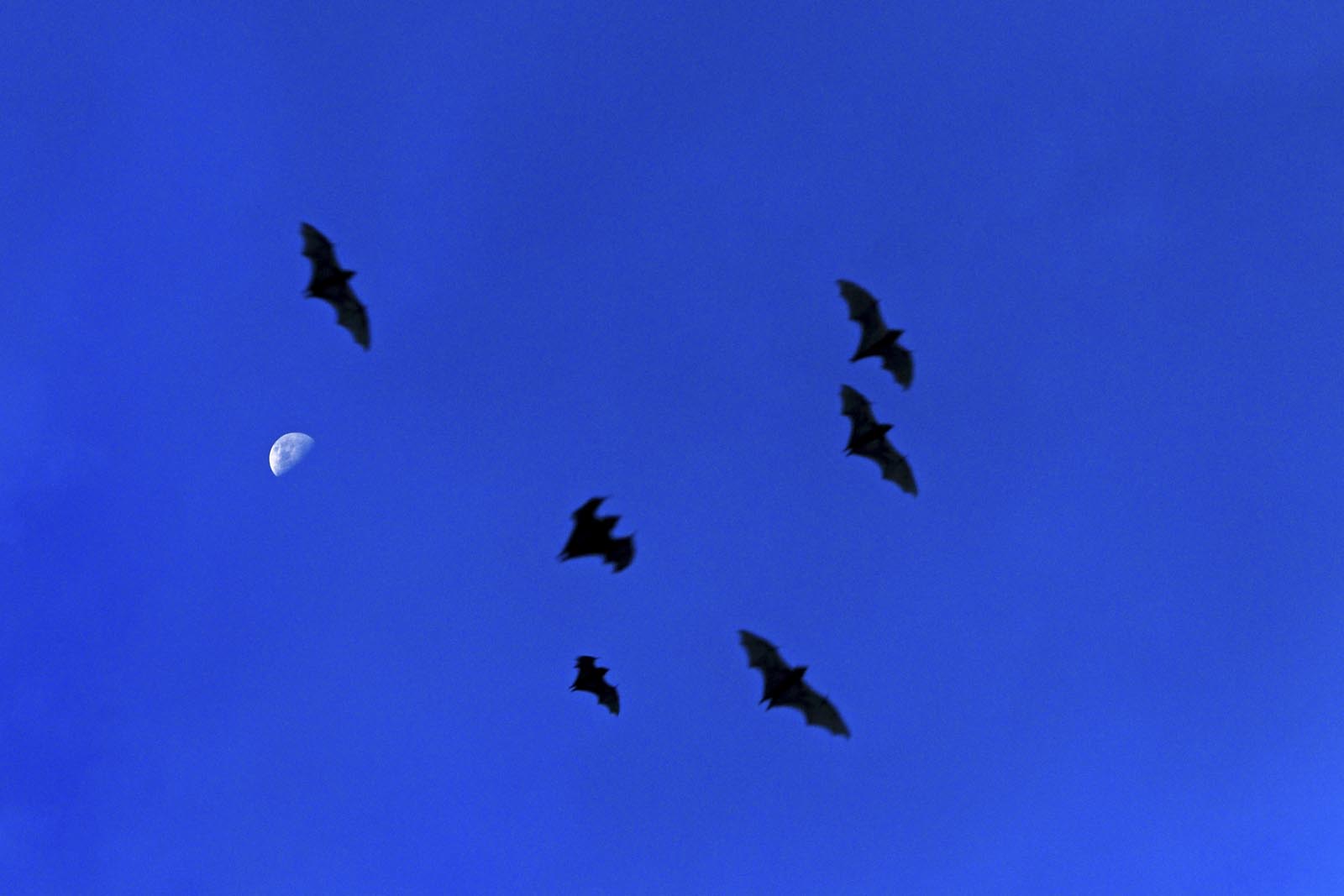 Palmenflughunde in Afrika