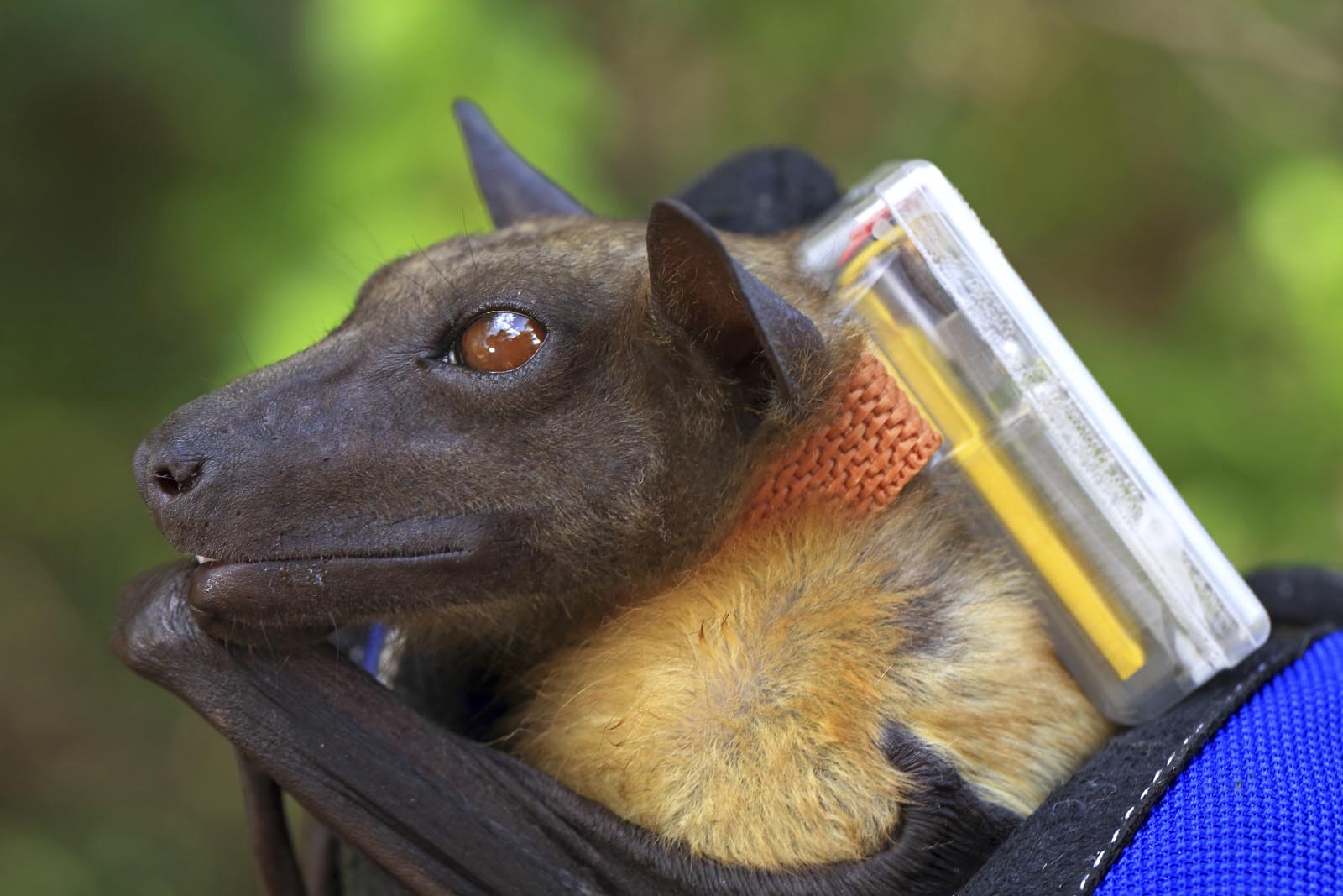 Palmenflughunde in Afrika