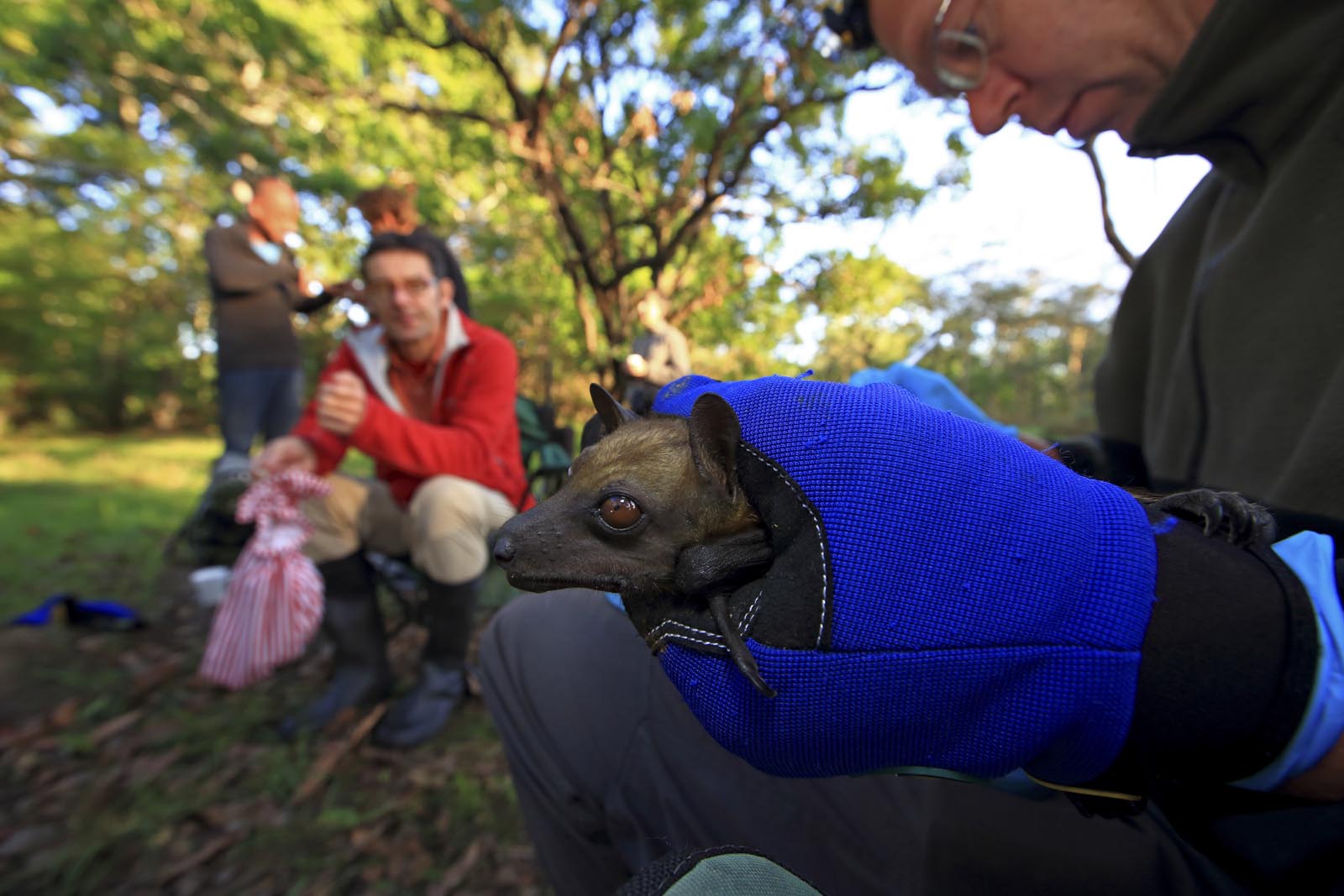 Palmenflughunde in Afrika