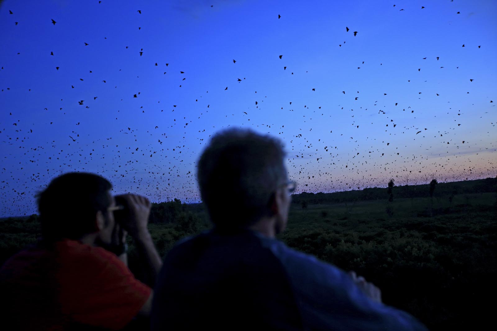Palmenflughunde in Afrika