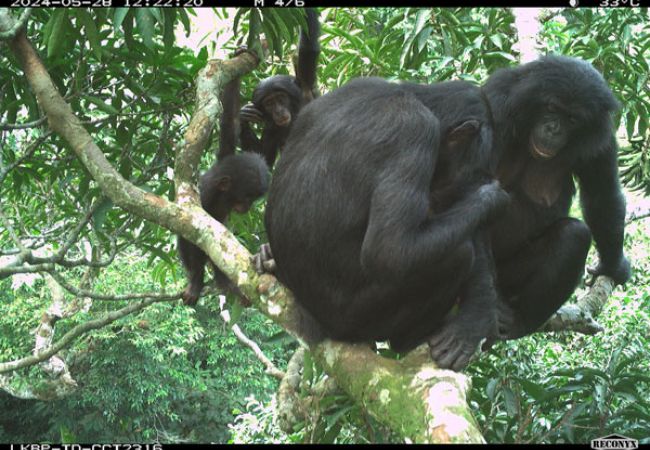 Bonobos im tropischen Regenwald