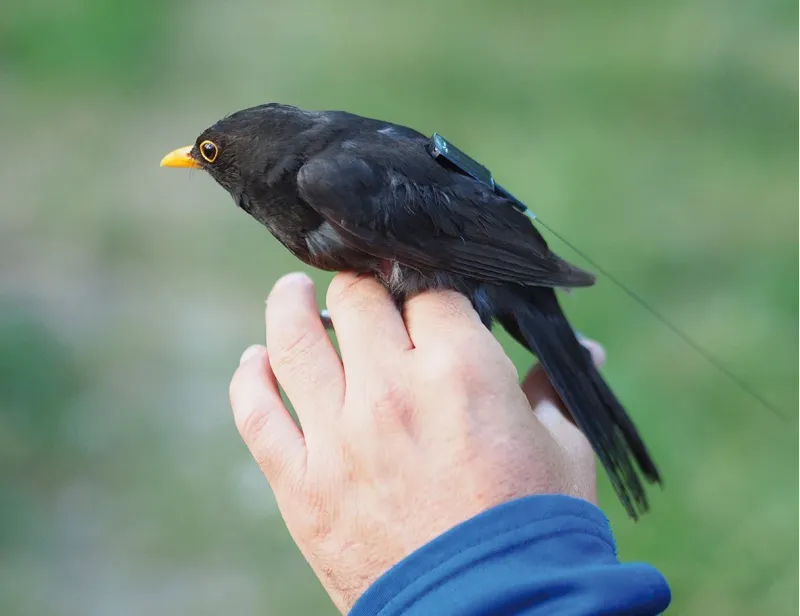 Besendertes Amselmännchen