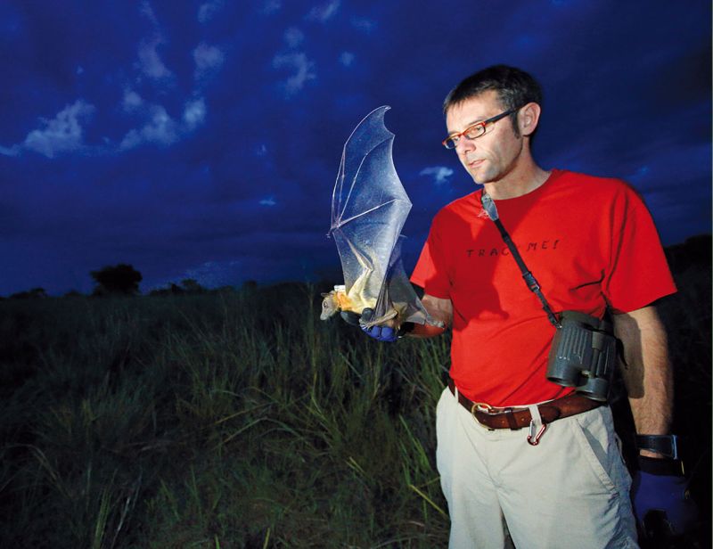   Prof. Martin Wikelski mit besendertem Flughund 