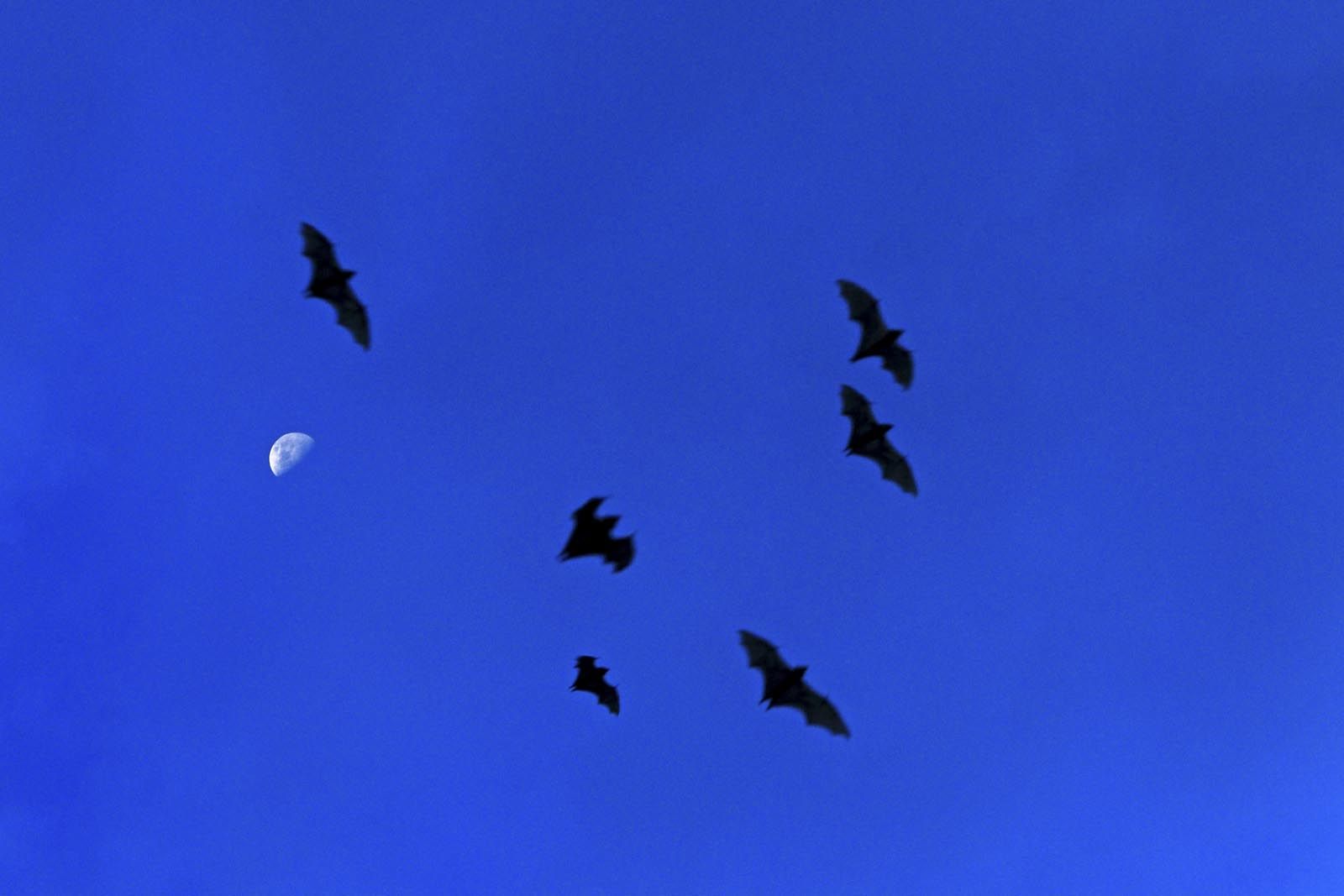 Palmenflughunde in Afrika