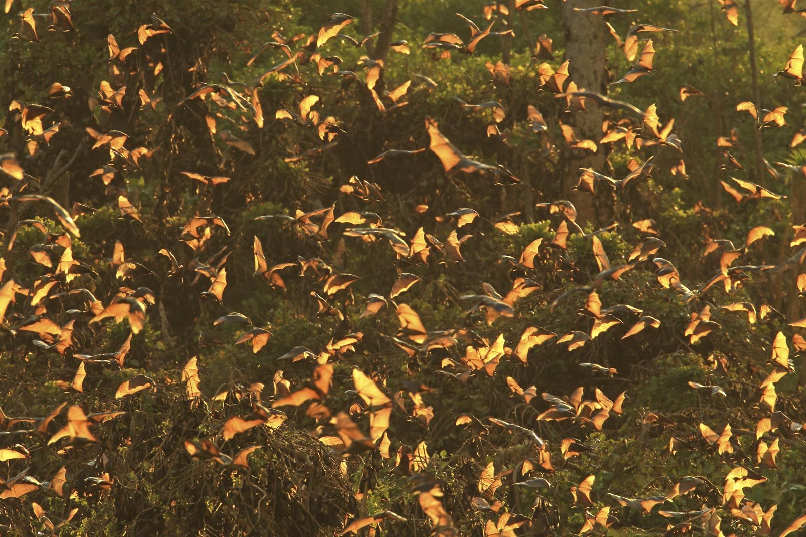 Palmenflughunde in Afrika