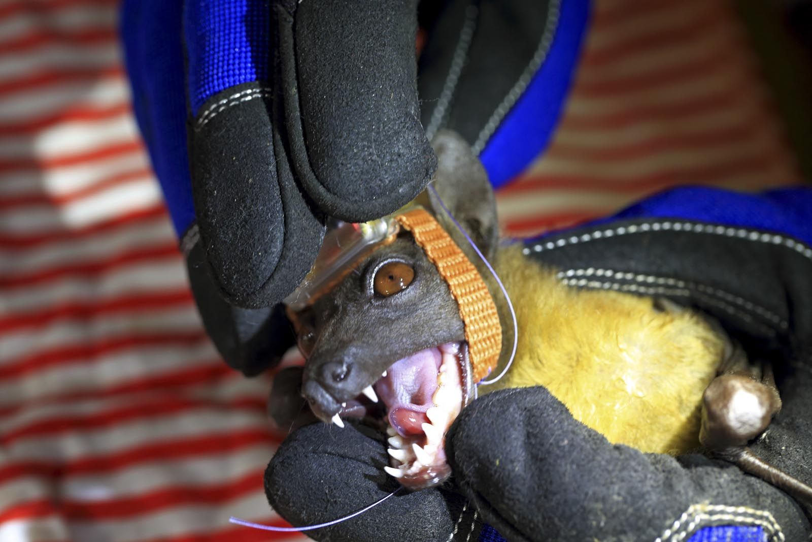 Palmenflughunde in Afrika