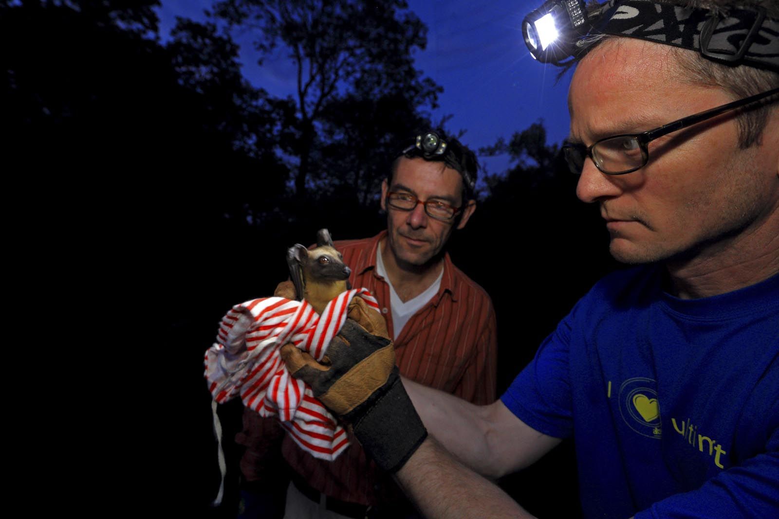 Palmenflughunde in Afrika