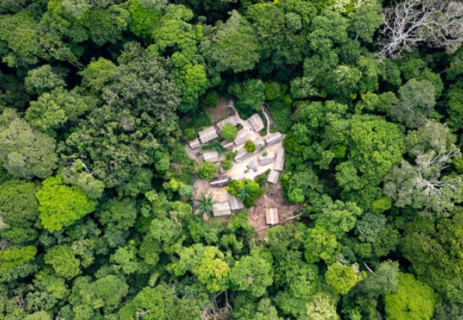 Bonobos im tropischen Regenwald