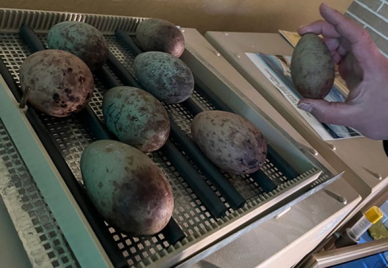 Kranicheier im Brutapparat