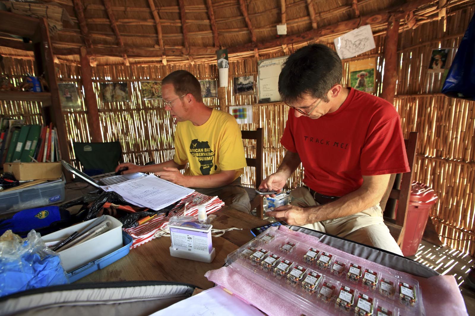 Palmenflughunde in Afrika