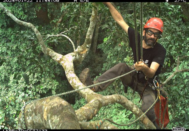 Bonobos im tropischen Regenwald