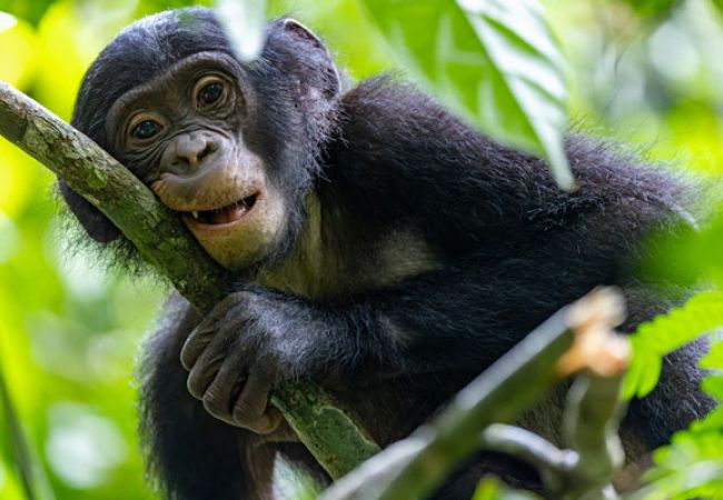 Bonobos im tropischen Regenwald