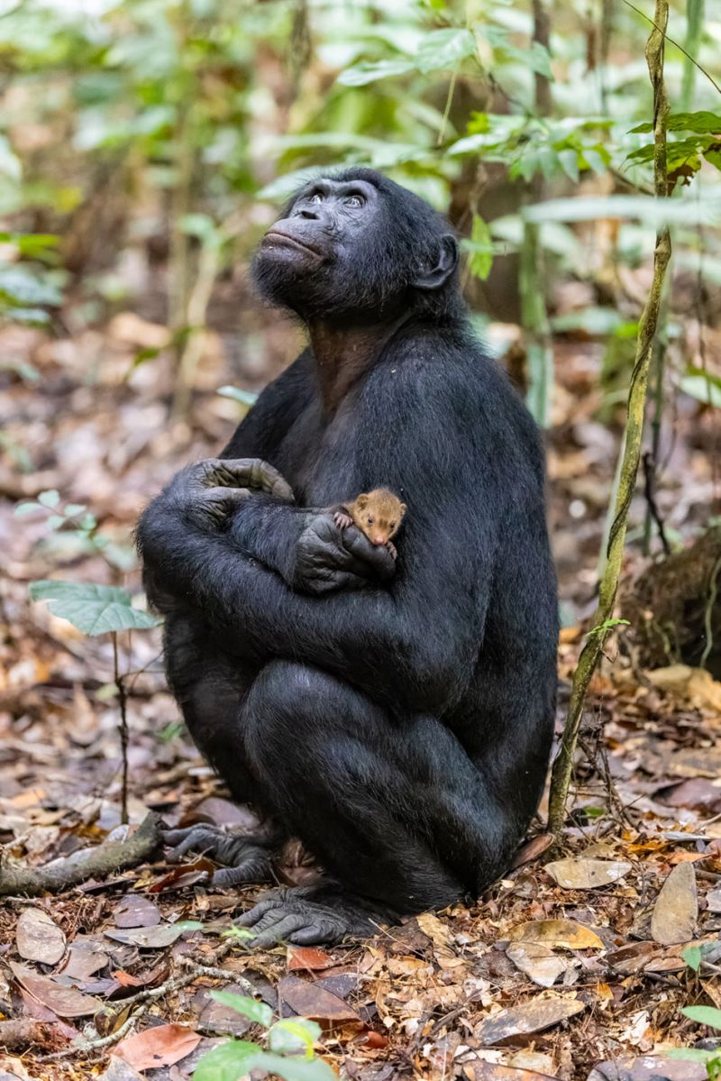 Bonobo mit jungem Mungo als Beute
