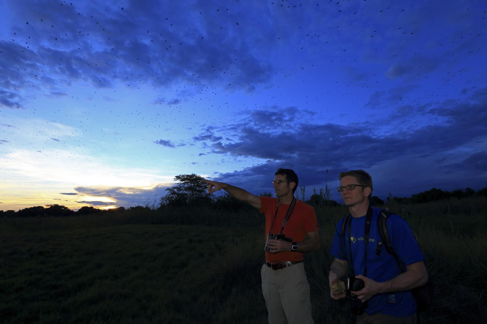 Palmenflughunde in Afrika