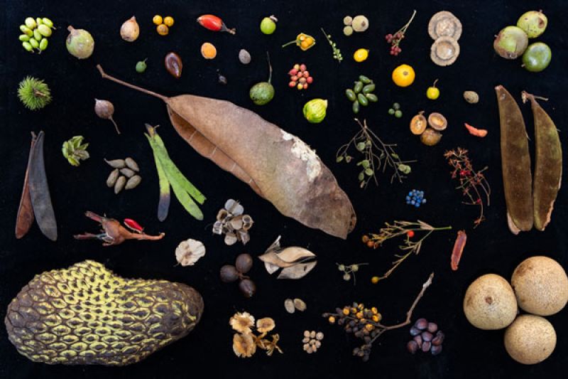 Durch Bonobos über den Kot verbreitete Samen