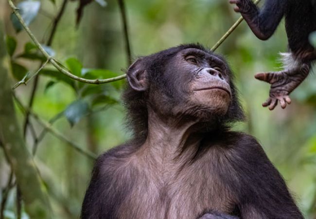 Bonobos im tropischen Regenwald