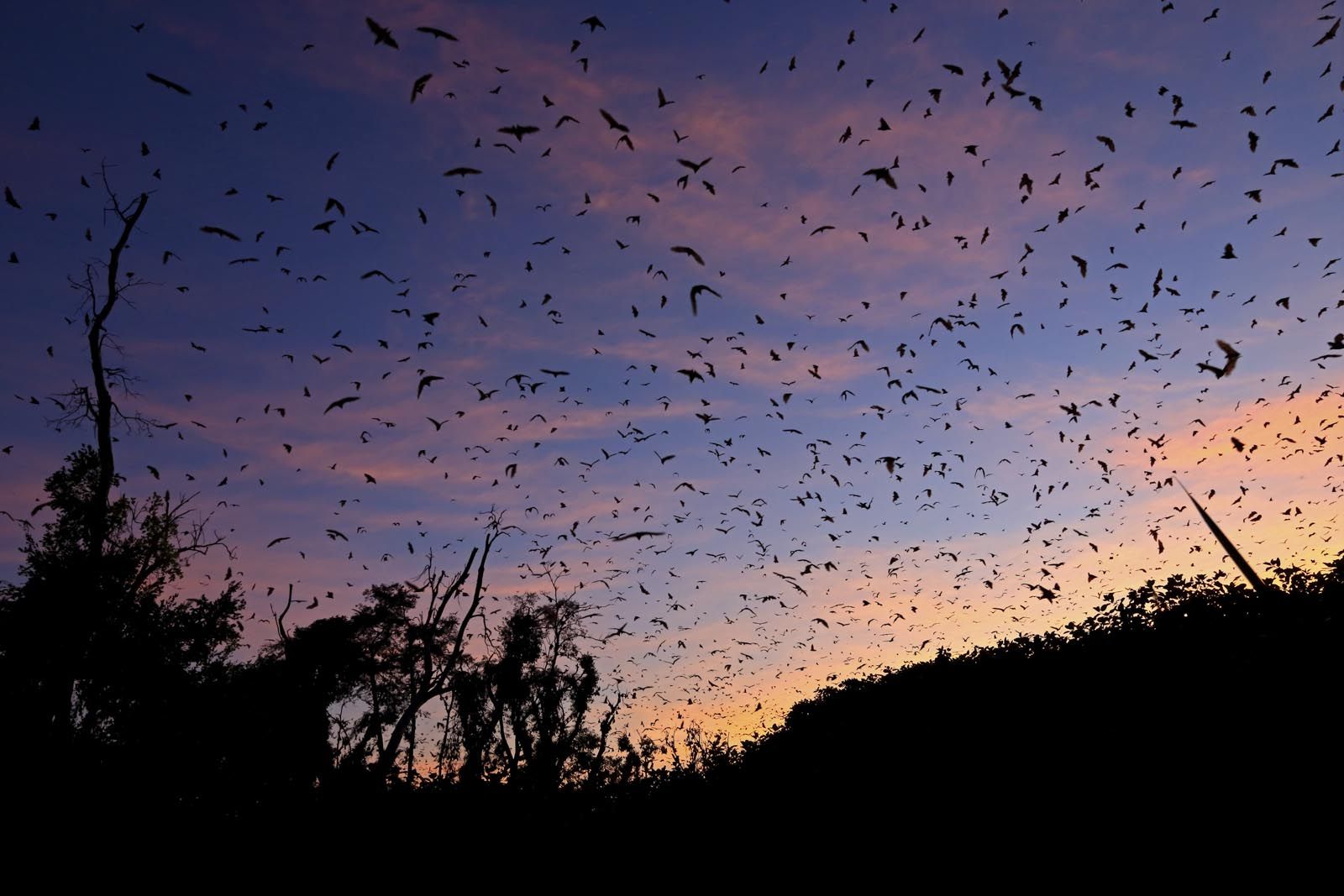 Palmenflughunde in Afrika